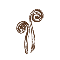 Fiddlehead Fern