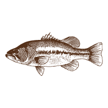Fish 2