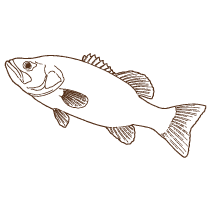 Fish 7
