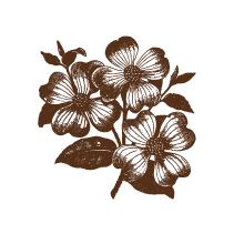 Flowering Dogwood 2
