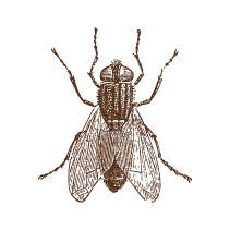 Fly