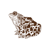 Frog 1