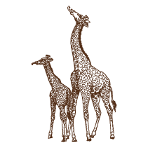 Giraffe and Calf