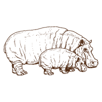 Hippo and Calf