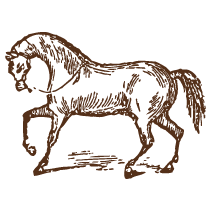 Horse 1
