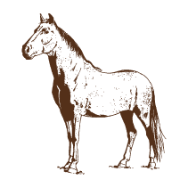 Horse 2