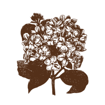 Hydrangea 1