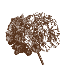 Hydrangea 6