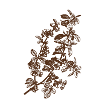 Japanese Quince