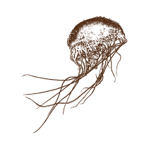 Jellyfish