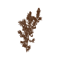 Juniper 1