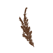 Juniper 2