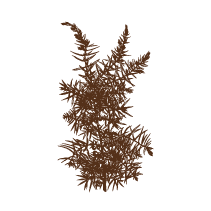 Juniper Sprig