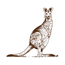 Kangaroo 1