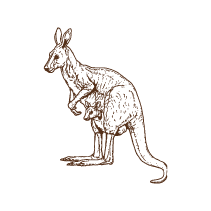 Kangaroo and Joey