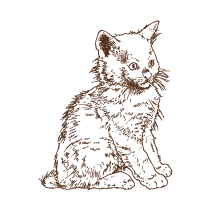 Kitten