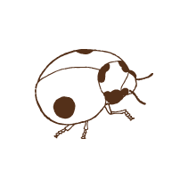 Ladybug
