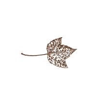 Leaf 2
