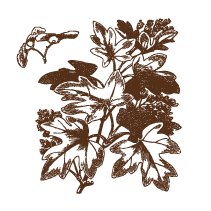 Leaves 1