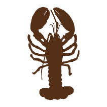Lobster 1
