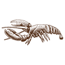 Lobster 2