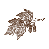 Maple Leaves