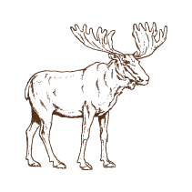 Moose