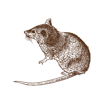 Mouse 1