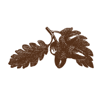 Oak Leaves