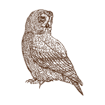 Owl 1