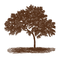 Peach Tree
