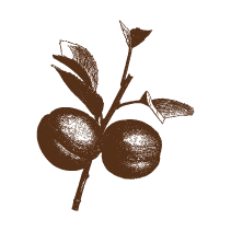 Peaches