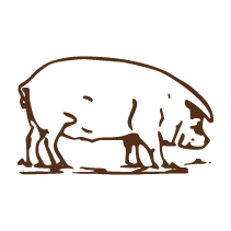 Pig 1