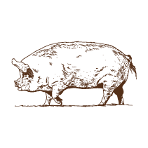Pig 3