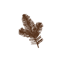 Pine Sprig 1