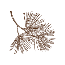 Pine Sprig 2