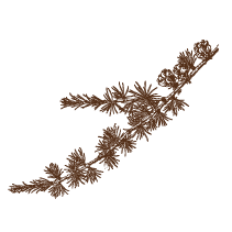 Pine Sprig 3
