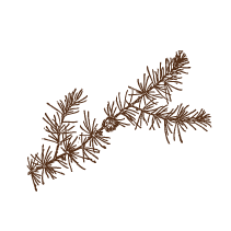 Pine Sprig 4