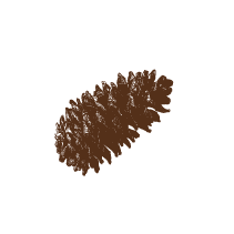 Pinecone