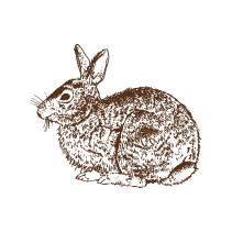 Rabbit 1