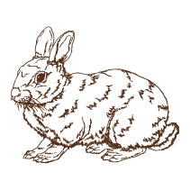 Rabbit 2