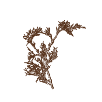 Red Cedar Sprig