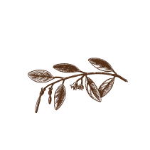 Red Mangrove Branch