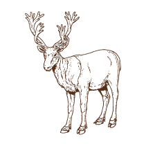 Reindeer