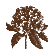 Rhododendron