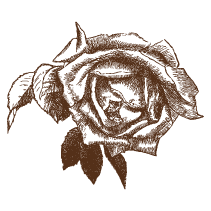 Rose 8