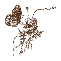 Rose with Butterfly