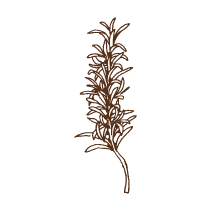 Rosemary