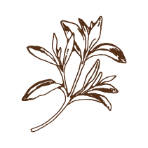Sage