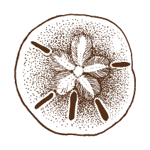 Sand Dollar